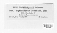 Septocylindrium aromaticum image